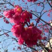 ヒメ日記 2026/03/01 12:47 投稿 乃木風香 ハールブルク