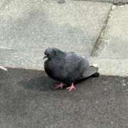 ヒメ日記 2026/03/23 08:15 投稿 乃木風香 ハールブルク