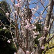 ヒメ日記 2026/03/23 13:40 投稿 乃木風香 ハールブルク