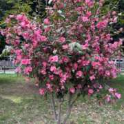 ヒメ日記 2026/03/24 13:54 投稿 乃木風香 ハールブルク