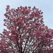 ヒメ日記 2026/03/25 08:37 投稿 乃木風香 ハールブルク