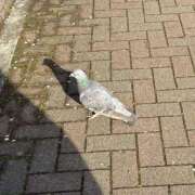 ヒメ日記 2026/04/07 07:30 投稿 乃木風香 ハールブルク