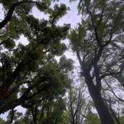 ヒメ日記 2026/04/16 07:01 投稿 乃木風香 ハールブルク