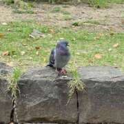 ヒメ日記 2026/04/23 12:28 投稿 乃木風香 ハールブルク