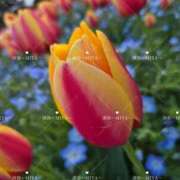 ヒメ日記 2025/04/21 20:57 投稿 深弥～MIYA～ パラダイス(泉大津)