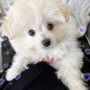 ヒメ日記 2025/07/18 08:06 投稿 うゆ 吉原ファーストレディ