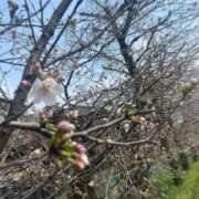 ヒメ日記 2025/03/29 09:56 投稿 真鍋 いよ 京都ホットポイント