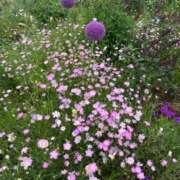 ヒメ日記 2025/05/25 10:16 投稿 池田 熟女の風俗最終章 新横浜店