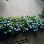 ヒメ日記 2025/06/19 09:49 投稿 池田 熟女の風俗最終章 新横浜店