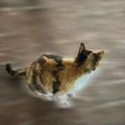 ヒメ日記 2025/04/05 08:03 投稿 ことり CLUB DEEP 博多