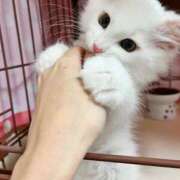 ヒメ日記 2025/03/28 15:12 投稿 如月　愛華 タッチVIP