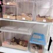 ヒメ日記 2025/07/15 14:57 投稿 如月　愛華 タッチVIP