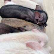 ヒメ日記 2025/07/25 14:57 投稿 如月　愛華 タッチVIP