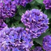 ヒメ日記 2025/08/02 14:36 投稿 如月　愛華 タッチVIP