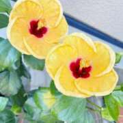 ヒメ日記 2025/08/16 14:57 投稿 如月　愛華 タッチVIP