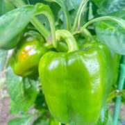 ヒメ日記 2025/08/29 15:03 投稿 如月　愛華 タッチVIP