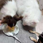 ヒメ日記 2025/08/30 14:48 投稿 如月　愛華 タッチVIP