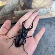 ヒメ日記 2025/09/06 15:06 投稿 如月　愛華 タッチVIP