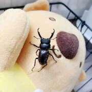 ヒメ日記 2025/12/24 14:57 投稿 如月　愛華 タッチVIP