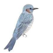 ヒメ日記 2026/01/18 14:48 投稿 如月　愛華 タッチVIP