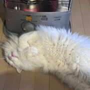 ヒメ日記 2026/02/28 14:48 投稿 如月　愛華 タッチVIP