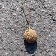 如月　愛華 こんにちは タッチVIP