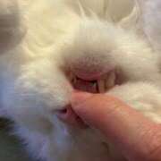 如月　愛華 こんにちは タッチVIP