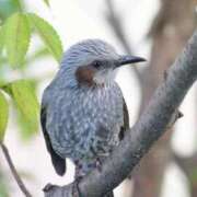 ヒメ日記 2026/04/21 14:48 投稿 如月　愛華 タッチVIP