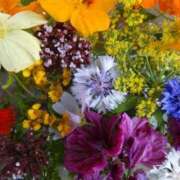 ヒメ日記 2024/12/28 11:52 投稿 今井一乃 五十路マダム富山店(カサブランカグループ)