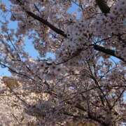 ヒメ日記 2025/04/12 02:26 投稿 長野沙織 五十路マダム静岡店（カサブランカG）