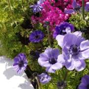 ヒメ日記 2025/05/16 18:52 投稿 長野沙織 五十路マダム静岡店（カサブランカG）