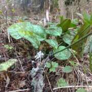 ヒメ日記 2025/04/08 12:59 投稿 NH水朝 美樹 SPICY×MILK SHAKE ニューハーフ専門×痴的美少女専門