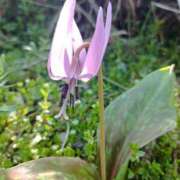 ヒメ日記 2025/04/09 16:57 投稿 NH水朝 美樹 SPICY×MILK SHAKE ニューハーフ専門×痴的美少女専門