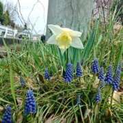 ヒメ日記 2025/04/15 13:03 投稿 NH水朝 美樹 SPICY×MILK SHAKE ニューハーフ専門×痴的美少女専門