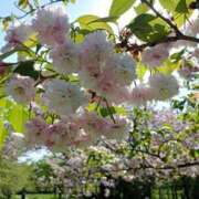 ヒメ日記 2025/04/29 08:23 投稿 NH水朝 美樹 SPICY×MILK SHAKE ニューハーフ専門×痴的美少女専門