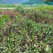 ヒメ日記 2025/08/22 11:14 投稿 NH水朝 美樹 SPICY×MILK SHAKE ニューハーフ専門×痴的美少女専門