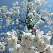 NH水朝 美樹 3月29日🌸🌸🌷 SPICY×MILK SHAKE ニューハーフ専門×痴的美少女専門