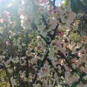 NH水朝 美樹 4月2日🌸 SPICY×MILK SHAKE ニューハーフ専門×痴的美少女専門