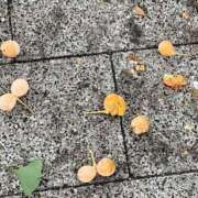 ヒメ日記 2025/10/10 11:29 投稿 石原みか 麗しいマダム