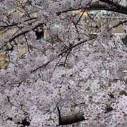 ヒメ日記 2026/04/03 23:32 投稿 石原みか 色気あるワイフ