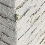 ヒメ日記 2025/08/26 00:04 投稿 石原みか ワイフコレクション