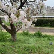 ヒメ日記 2026/04/07 23:57 投稿 石原みか ワイフコレクション