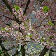 ヒメ日記 2025/03/25 04:20 投稿 にあ ウルトラグレイス24