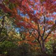 ヒメ日記 2025/09/11 12:48 投稿 けいと 北九州人妻倶楽部（三十路、四十路、五十路）