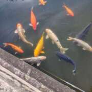 ヒメ日記 2026/01/01 09:56 投稿 こよみ 人妻倶楽部　ひまわり