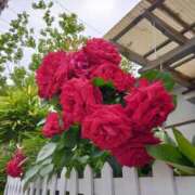 ヒメ日記 2026/03/01 14:28 投稿 舞 人妻倶楽部　ひまわり