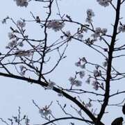 ヒメ日記 2026/03/25 15:56 投稿 舞 人妻倶楽部　ひまわり