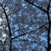 ヒメ日記 2026/04/03 15:43 投稿 舞 人妻倶楽部　ひまわり