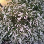 ヒメ日記 2026/04/06 18:07 投稿 舞 人妻倶楽部　ひまわり