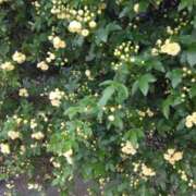 ヒメ日記 2026/04/11 17:21 投稿 舞 人妻倶楽部　ひまわり